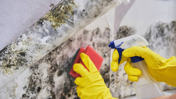 Best Emergency Mold Remediation  in Wartburg, TN